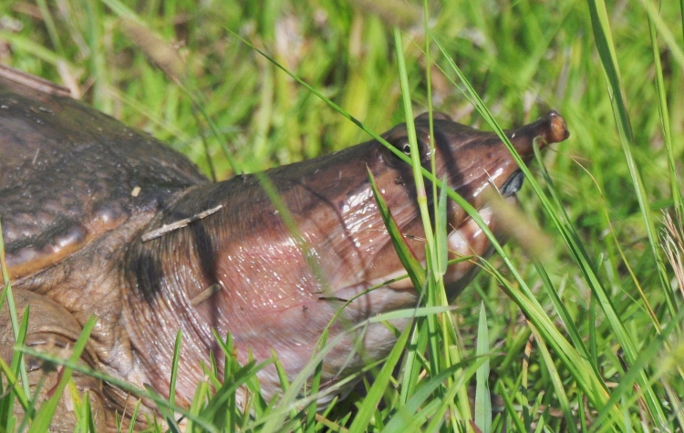 pig-nosed turtle